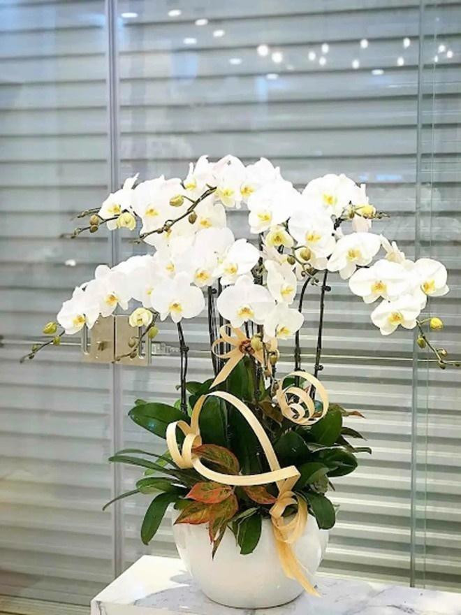 Trong nha co 4 chau hoa nay 'tay khong hai ra tien'-Hinh-3