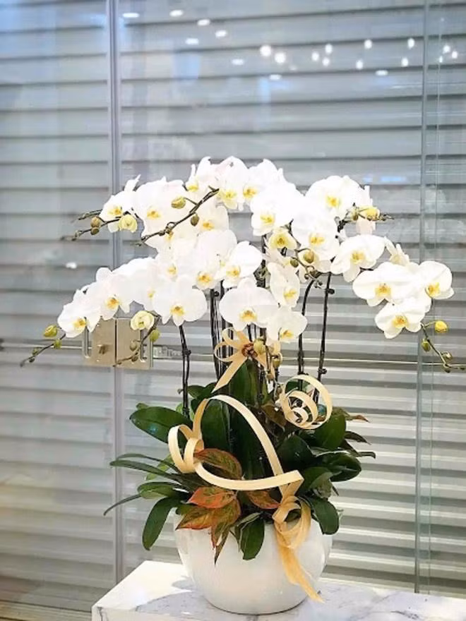 Trong nha co 4 chau hoa nay 'tay khong hai ra tien'-Hinh-3