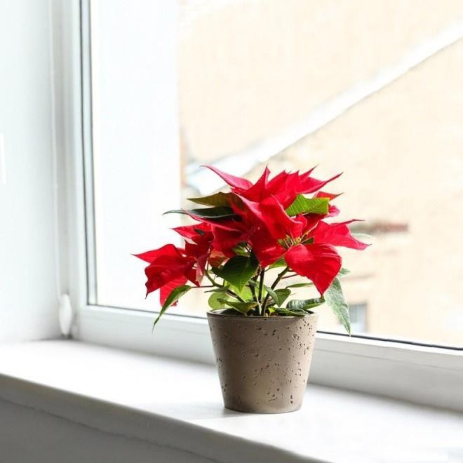 Trong nha co 4 chau hoa nay 'tay khong hai ra tien'-Hinh-4