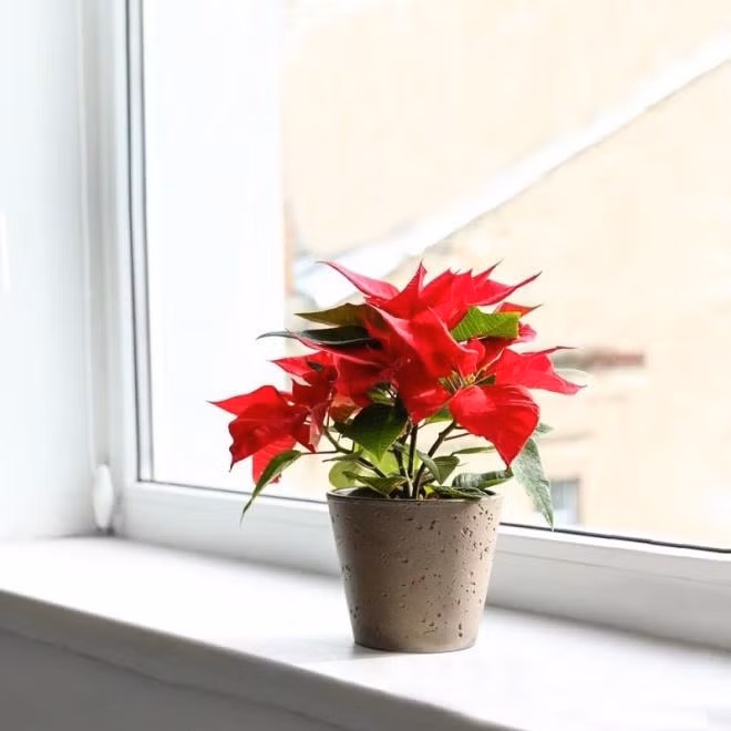 Trong nha co 4 chau hoa nay 'tay khong hai ra tien'-Hinh-4