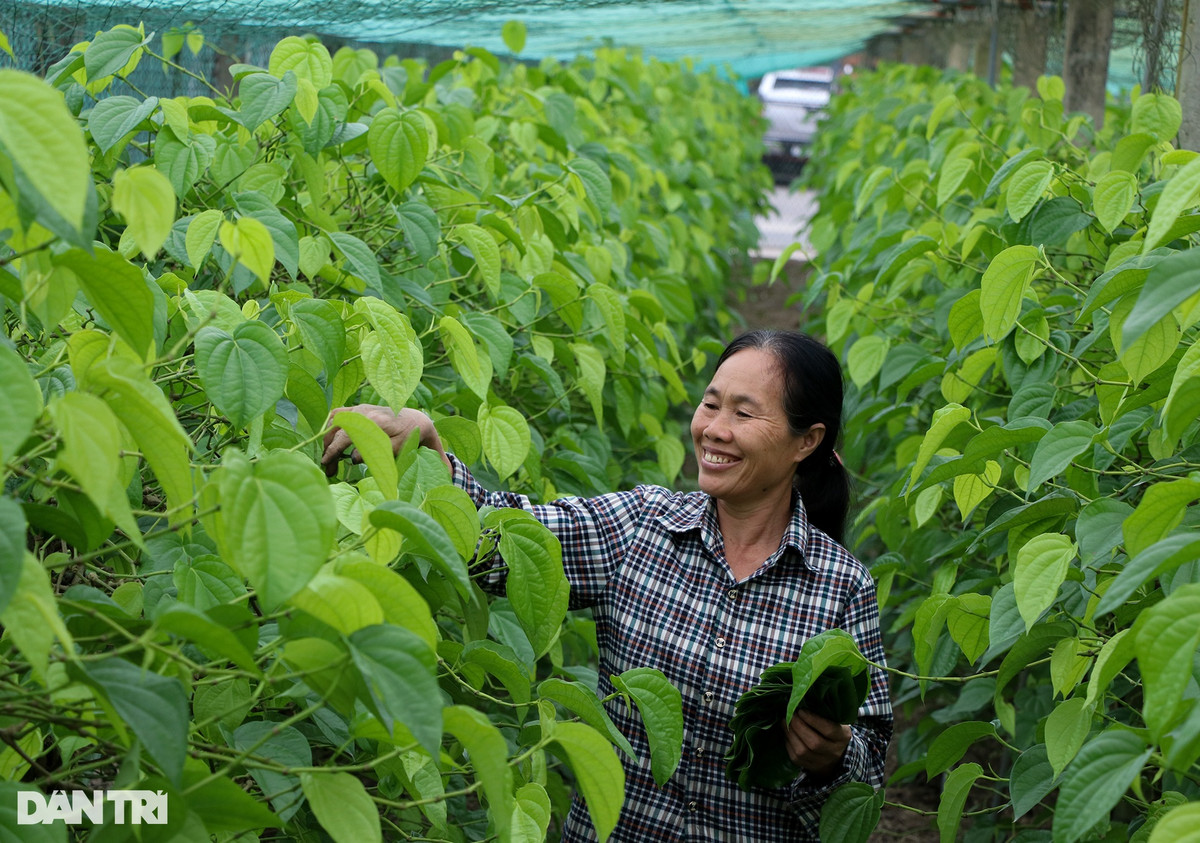 Lam giau voi loai cay ban vai nghin dong/la-Hinh-2