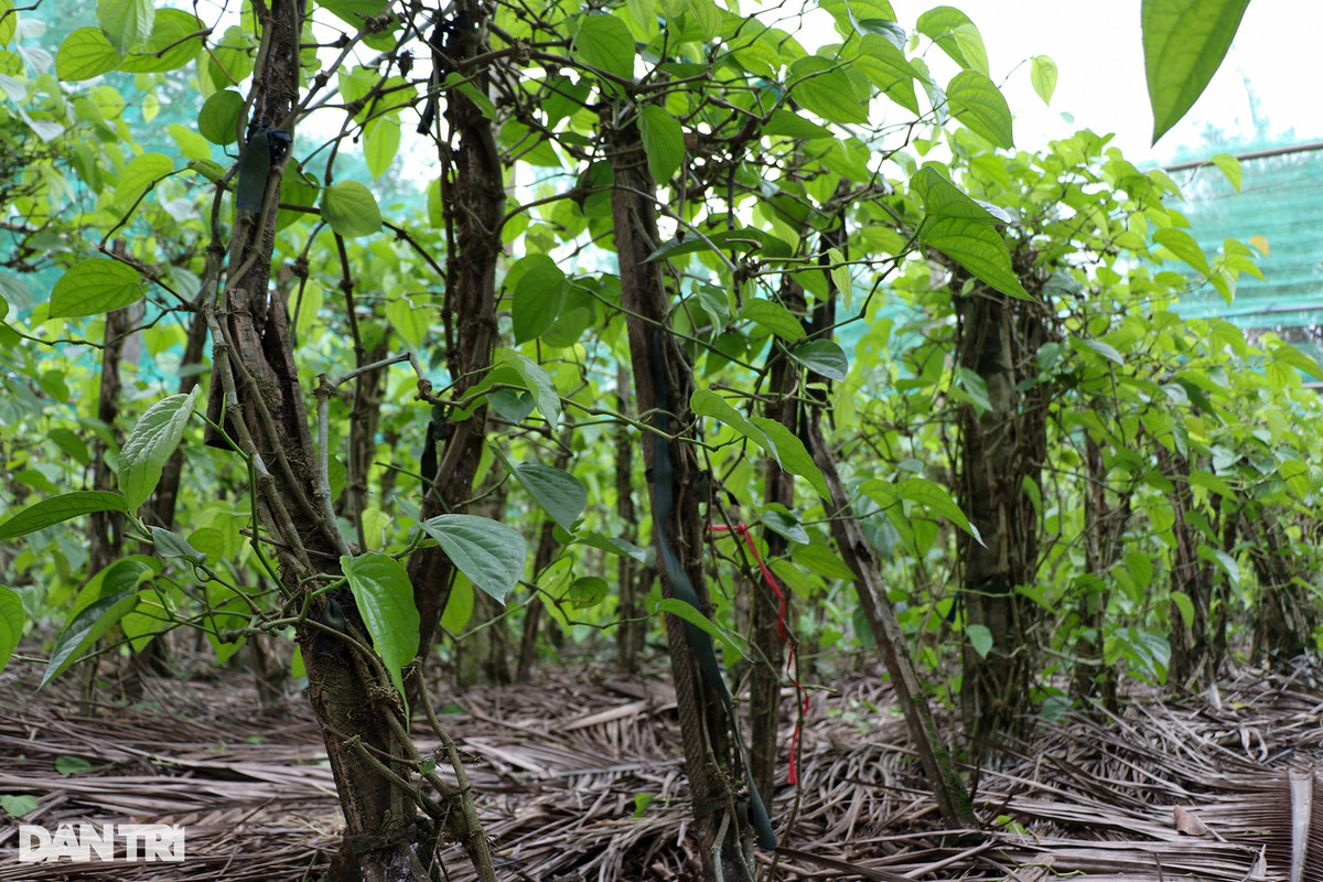 Lam giau voi loai cay ban vai nghin dong/la-Hinh-3