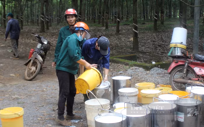Gia cao su lien tuc giam, xuat khau kho trong, kho ngoai
