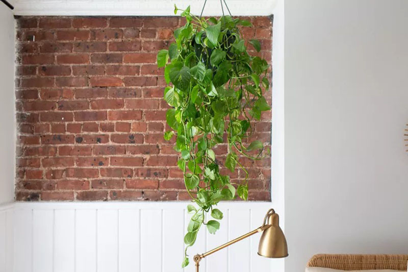 4 loai cay danh cho nguoi moi bat dau trong trong nha-Hinh-5