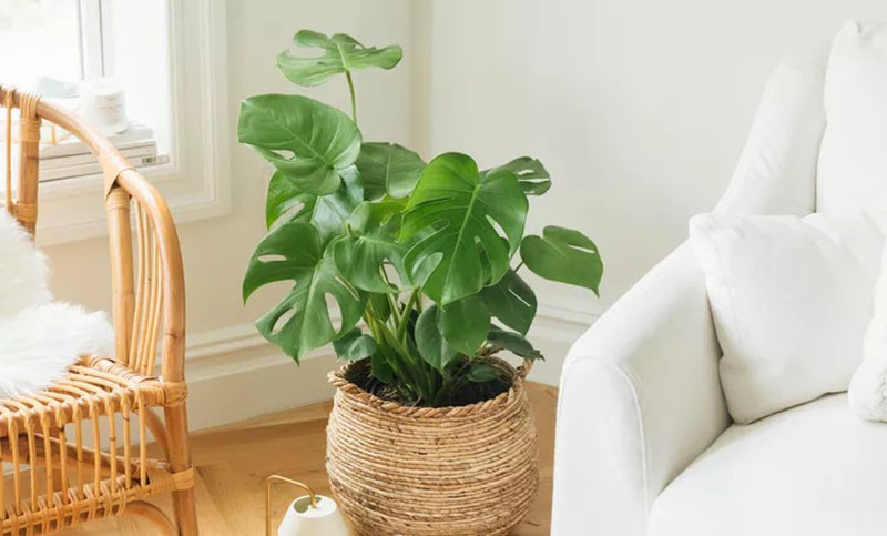 4 loai cay danh cho nguoi moi bat dau trong trong nha-Hinh-4