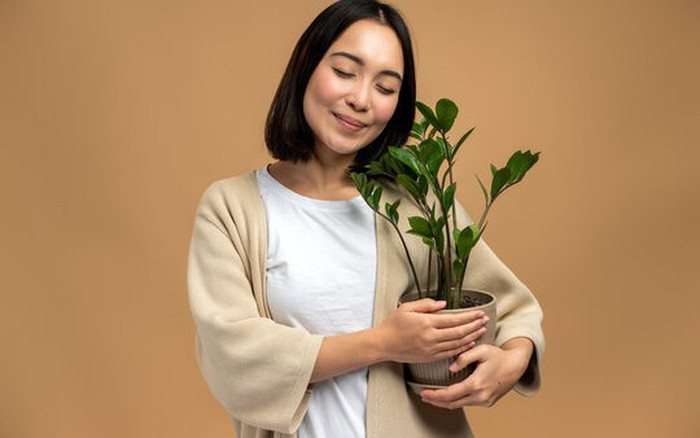 4 loai cay danh cho nguoi moi bat dau trong trong nha