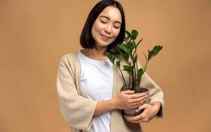 4 loai cay danh cho nguoi moi bat dau trong trong nha