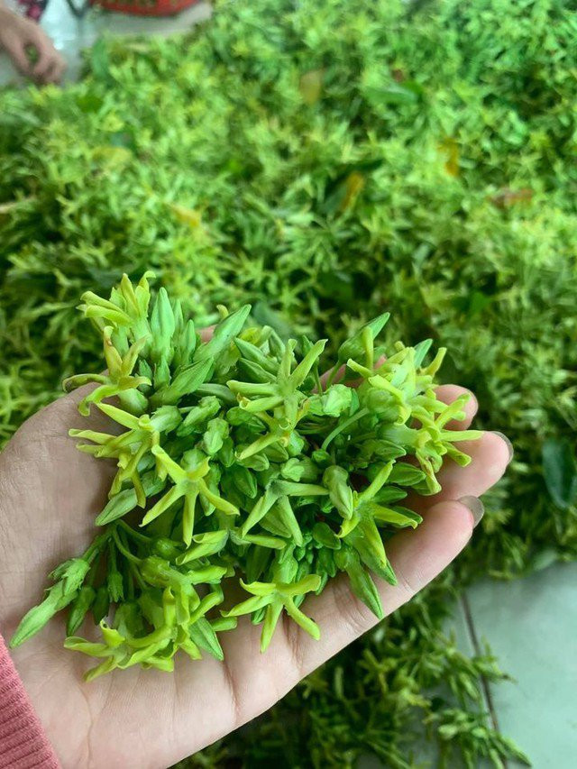 Nhung cong dung tuyet voi nay cua hoa thien ly