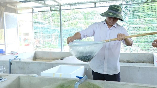 Nuoi luon day dac trong nha, nong dan Vung Tau thu tien ty