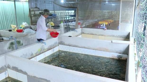 Nuoi luon day dac trong nha, nong dan Vung Tau thu tien ty-Hinh-3