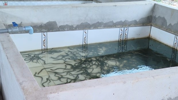 Nuoi luon day dac trong nha, nong dan Vung Tau thu tien ty-Hinh-2