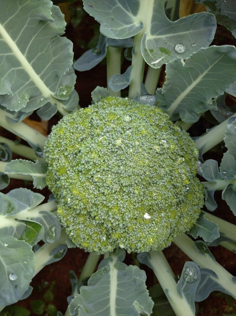 3 loại rau cực hợp gieo trồng vào mùa Thu - Hình 2 3 loai rau cuc hop gieo trong vao mua Thu-Hinh-2