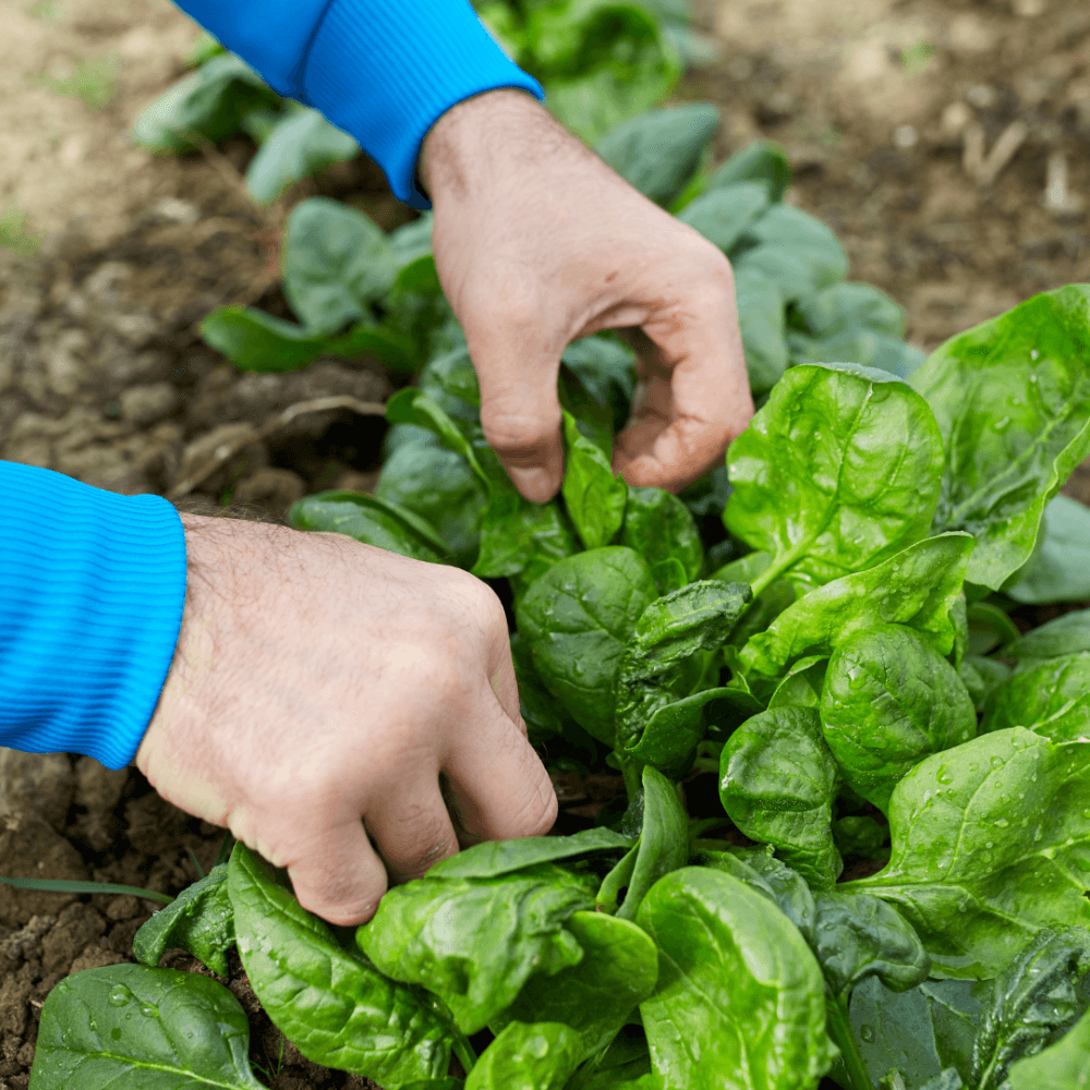 3 loại rau cực hợp gieo trồng vào mùa Thu - Hình 6 3 loai rau cuc hop gieo trong vao mua Thu-Hinh-6