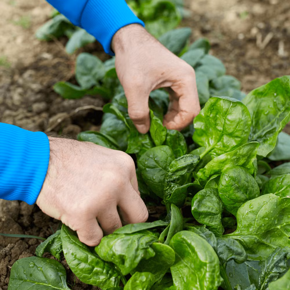 3 loai rau cuc hop gieo trong vao mua Thu-Hinh-6