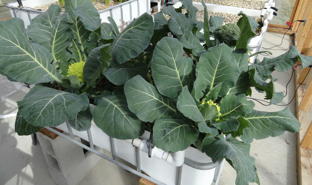 3 loại rau cực hợp gieo trồng vào mùa Thu 3 loai rau cuc hop gieo trong vao mua Thu