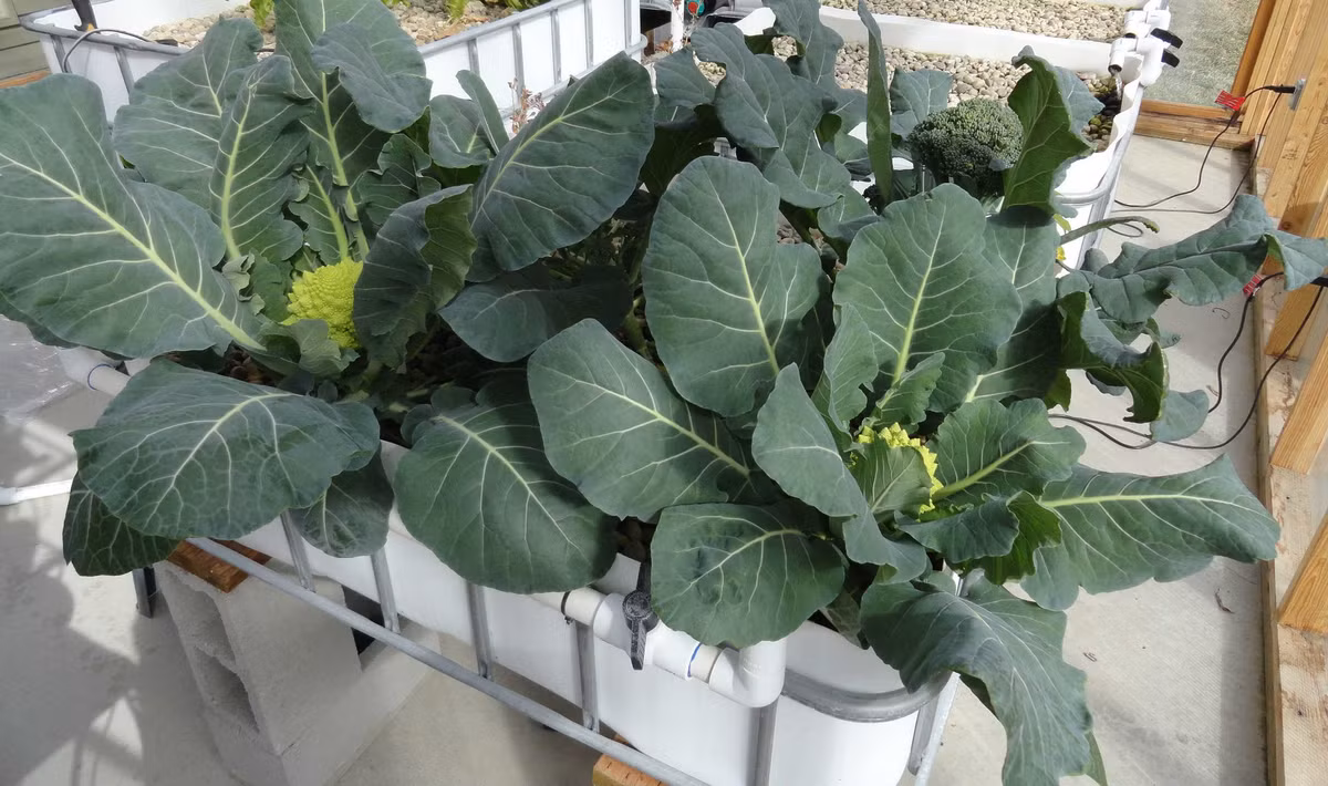 3 loai rau cuc hop gieo trong vao mua Thu