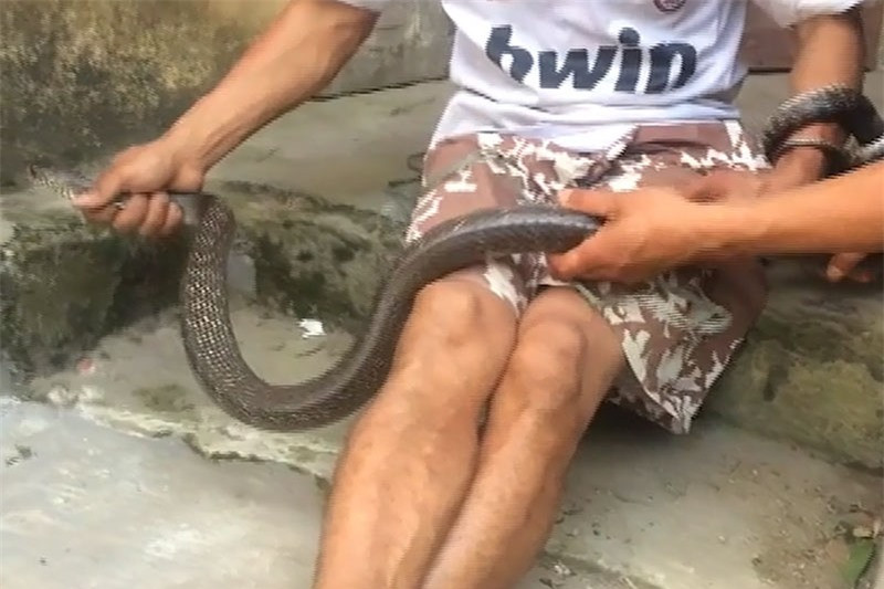 Clip: Dùng tay không bắt rắn hổ mang hơn 2 mét ở Tuyên Quang ảnh 1