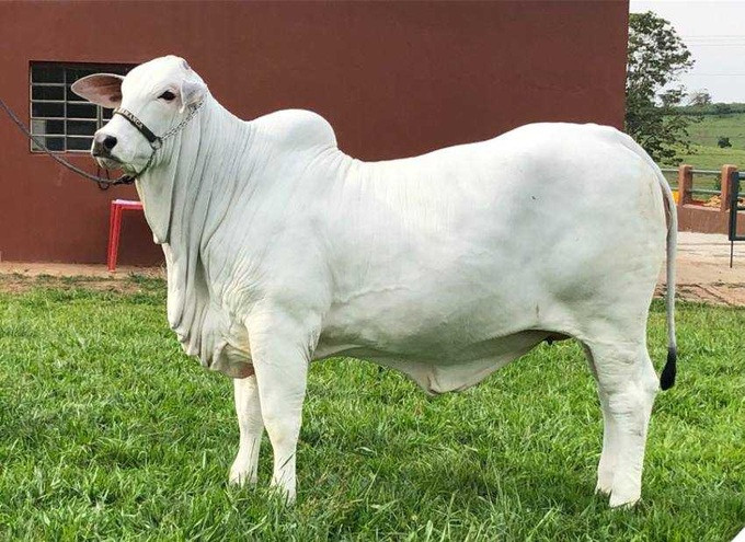 Vi sao mot con bo ban voi gia ky luc hon 101 ty dong?