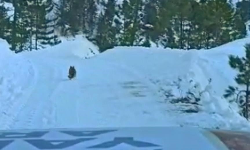 Thảm họa động đất: Chó thông minh dẫn cứu hộ đến chỗ nạn nhân Tham hoa dong dat: Cho thong minh dan cuu ho den cho nan nhan