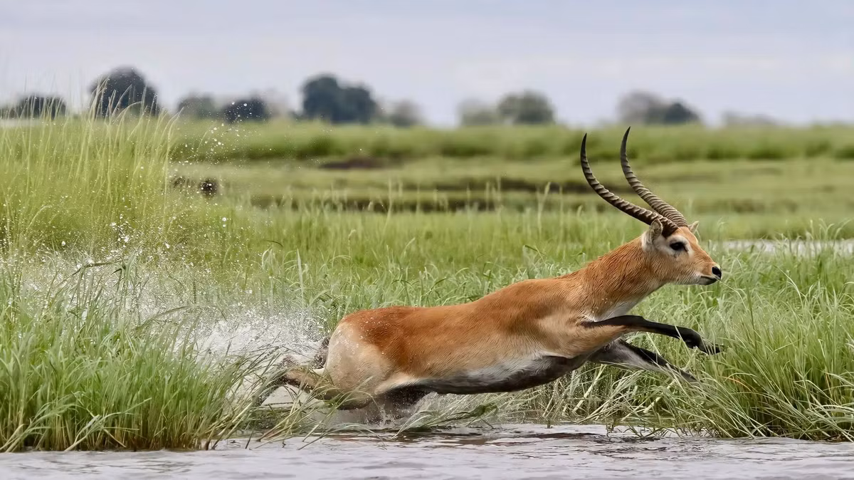 Man ruot duoi kich tinh giua ca sau va linh duong tren song-Hinh-2