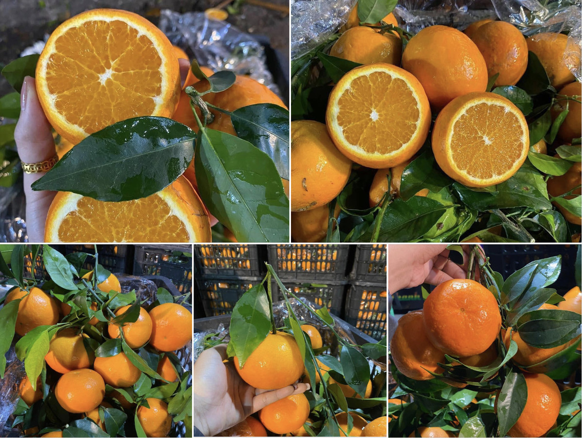 Ngon hon quyt Uc, cam On Chau gia re bat ngo-Hinh-2