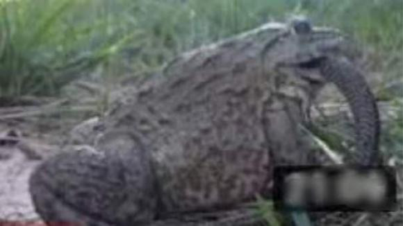 Ech khong lo chau Phi an ca con ran mot cach de dang