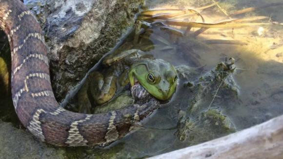 Ech khong lo chau Phi an ca con ran mot cach de dang-Hinh-8