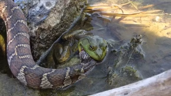 Ech khong lo chau Phi an ca con ran mot cach de dang-Hinh-8