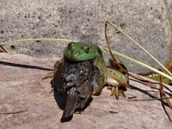 Ech khong lo chau Phi an ca con ran mot cach de dang-Hinh-10