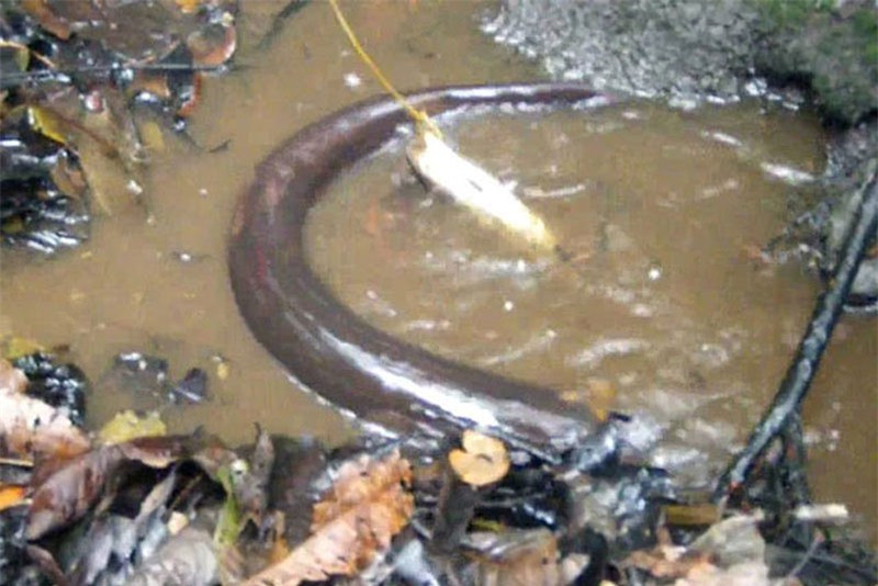 Clip: Liều mạng dụ “sát thủ” trong rừng Amazon ra khỏi hang ảnh 1 Clip: Liều mạng dụ “sát thủ” trong rừng Amazon ra khỏi hang ảnh 1