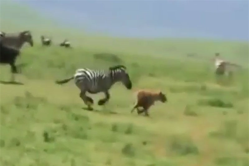 Clip: Linh cẩu bị ngựa vằn “tẩn nhừ xương” ảnh 1 Clip: Linh cẩu bị ngựa vằn “tẩn nhừ xương” ảnh 1