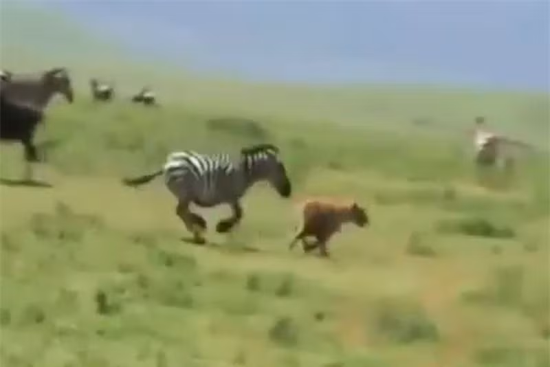 Clip: Linh cẩu bị ngựa vằn “tẩn nhừ xương” ảnh 1