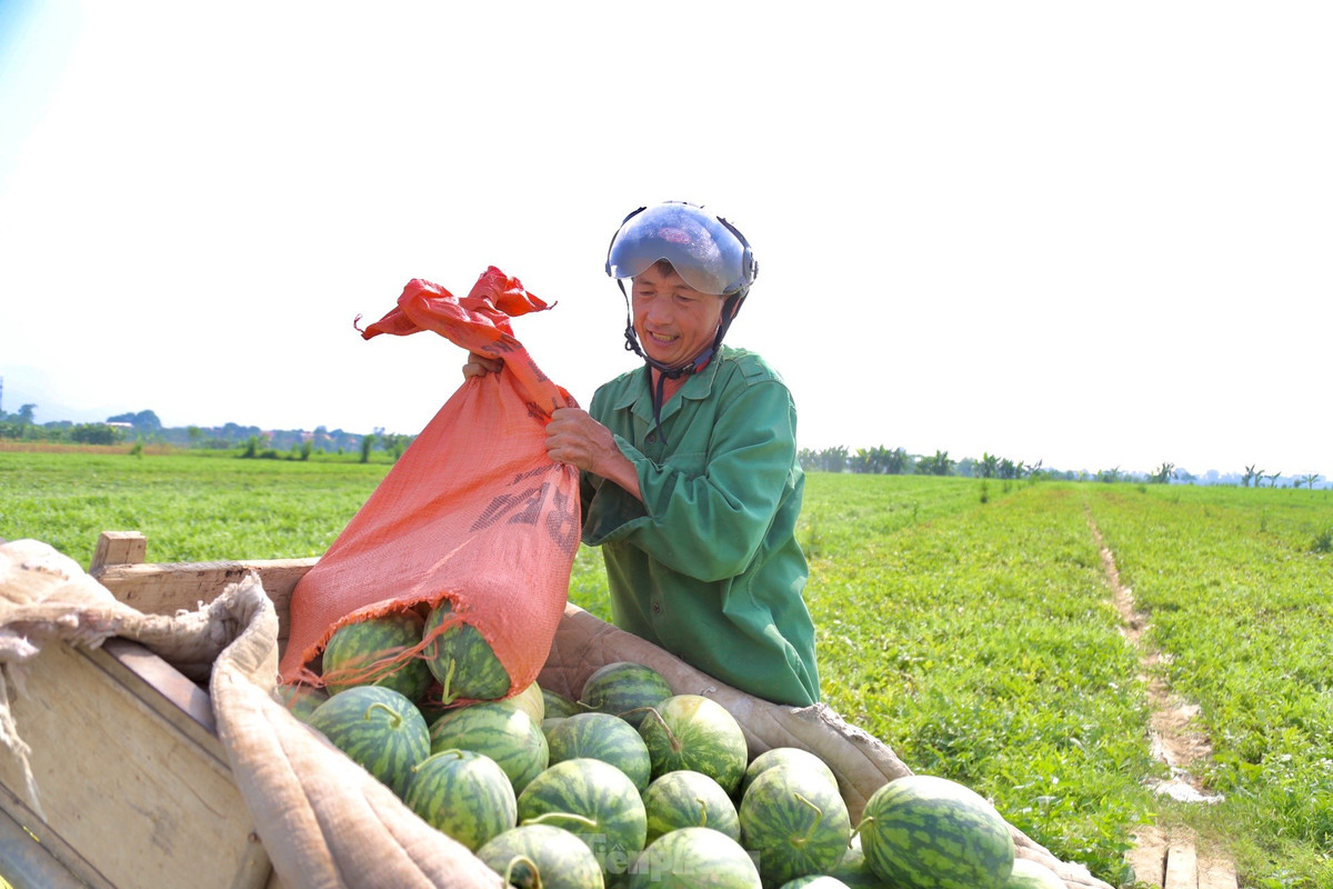Dưa thu hoạch sớm trùng vào đợt nắng nóng cao điểm, nhu cầu giải nhiệt tăng cao, thị trường dễ tiêu thụ, giá bán cao nên bà con rất phấn khởi.