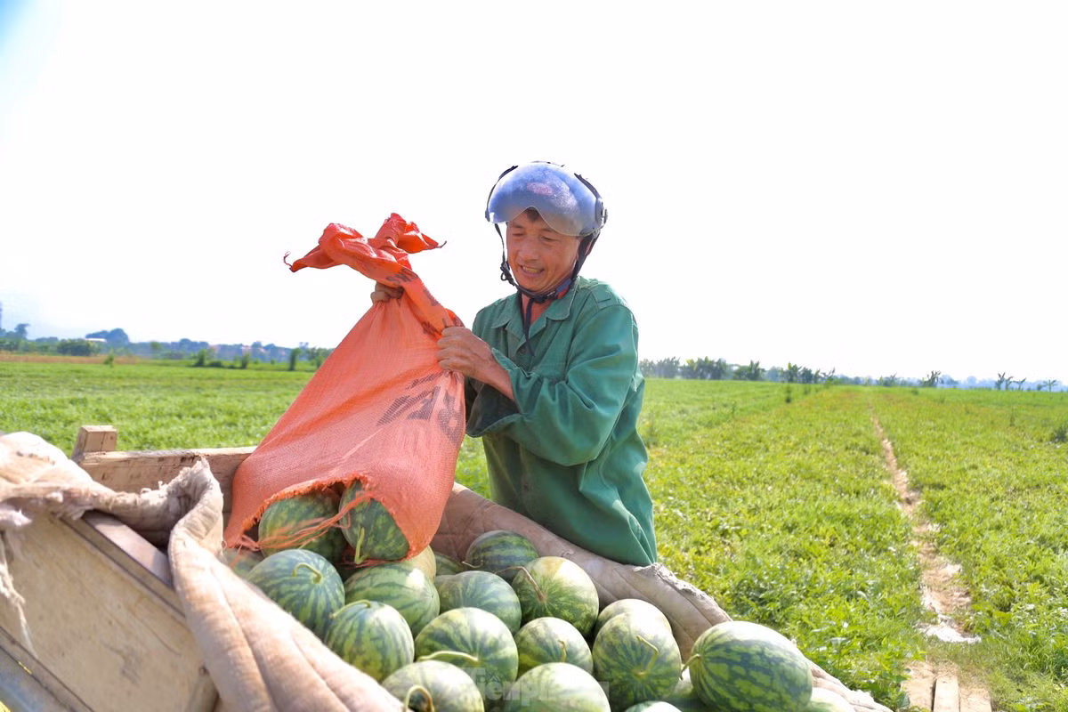 Dưa thu hoạch sớm trùng vào đợt nắng nóng cao điểm, nhu cầu giải nhiệt tăng cao, thị trường dễ tiêu thụ, giá bán cao nên bà con rất phấn khởi.