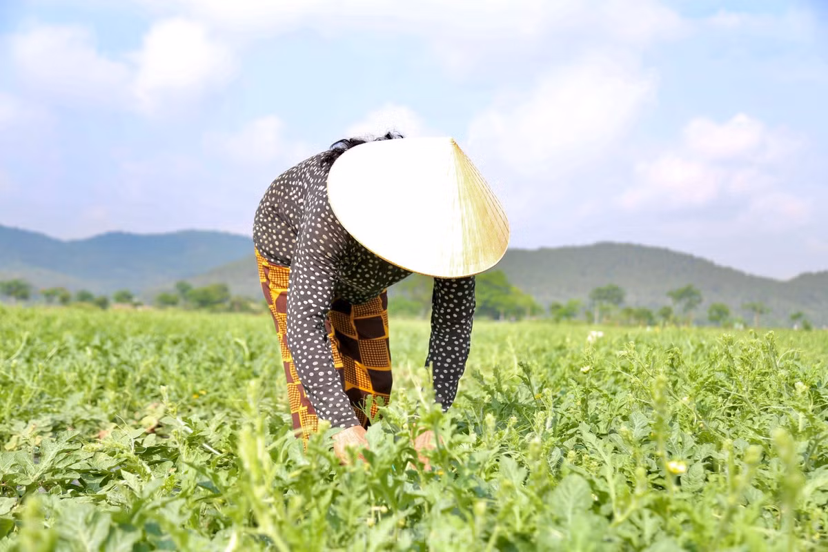Bà Yến (SN 1965) đội nón lá, bịt kín mặt để tránh nắng nóng khi thu hoạch dưa.