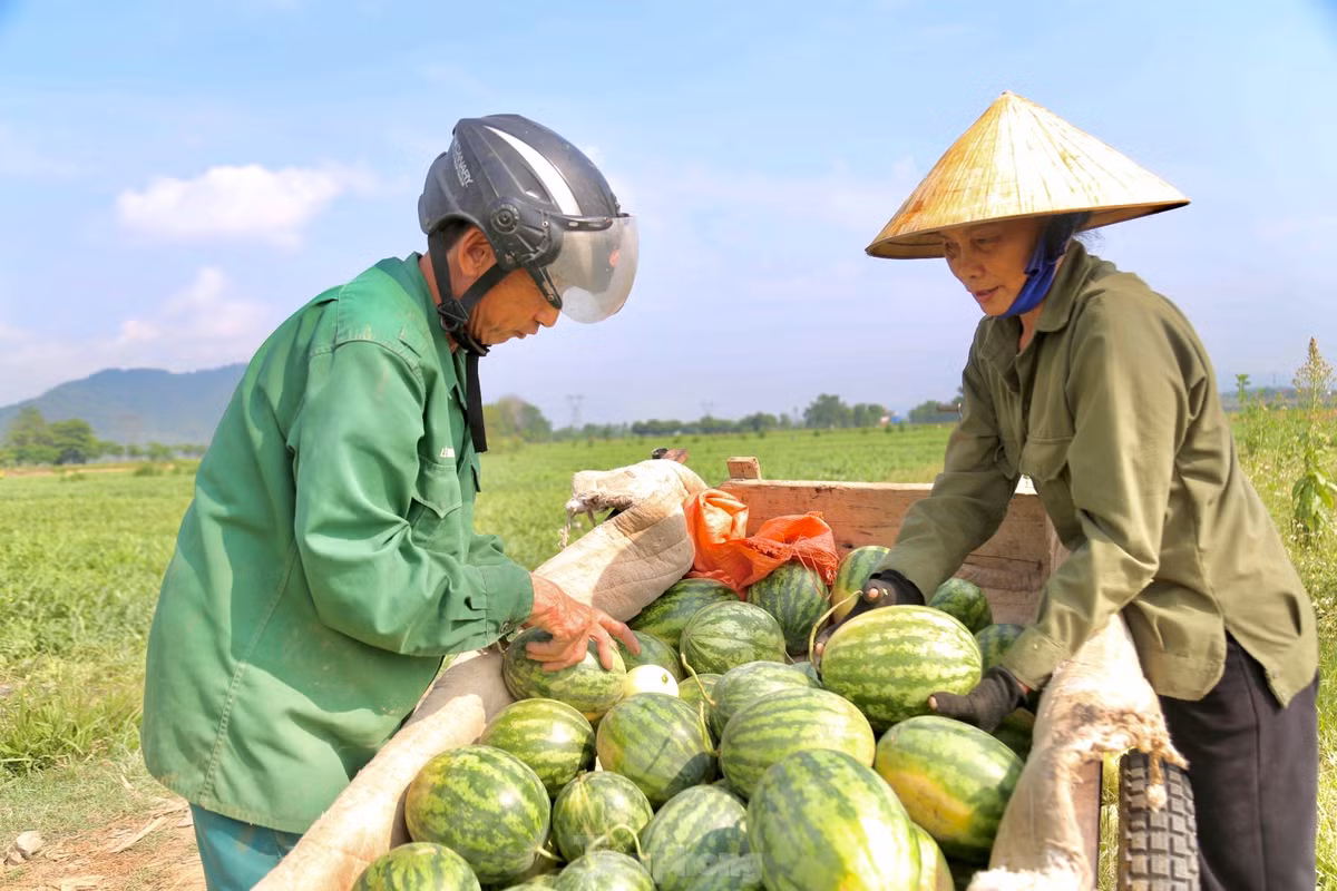 Với năng suất khoảng 1,5 tấn/sào, giá bán tại ruộng 6.500-7.000 đồng/kg, mỗi sào trồng dưa hấu, người dân lãi từ 10-12 triệu đồng. So với các loại cây trồng khác thì cây dưa có thu nhập vượt trội trên cùng đơn vị diện tích.