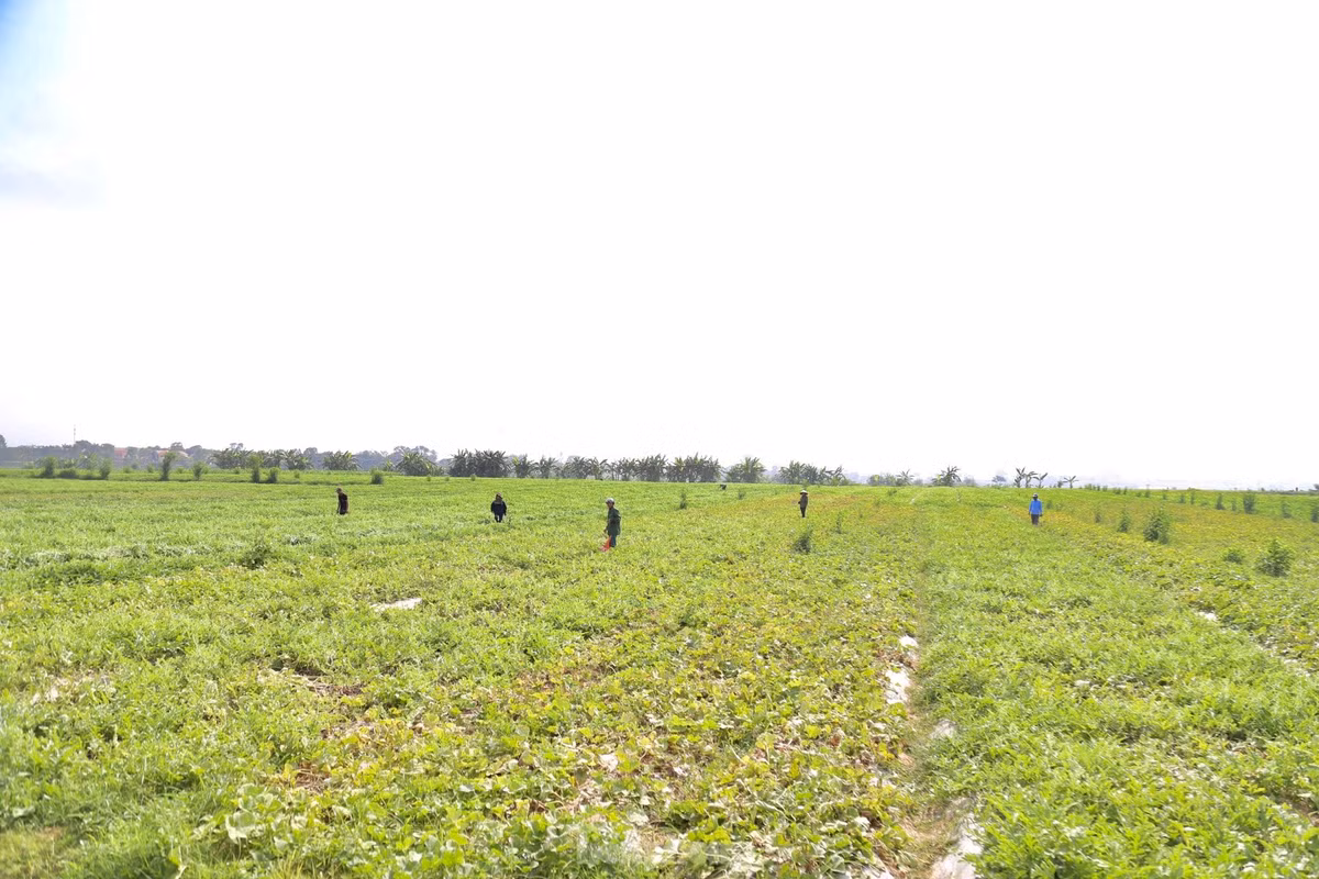 Trên cánh đồng dưa ở xã Thượng Tân Lộc (huyện Nam Đàn, Nghệ An), bà con nông dân đang tập trung thu hoạch dưa hấu. Vụ dưa năm nay, toàn xã trồng 195ha dưa hấu, trong đó, có khoảng 70ha dưa hấu trồng sớm hơn dưa chính vụ 20 ngày.