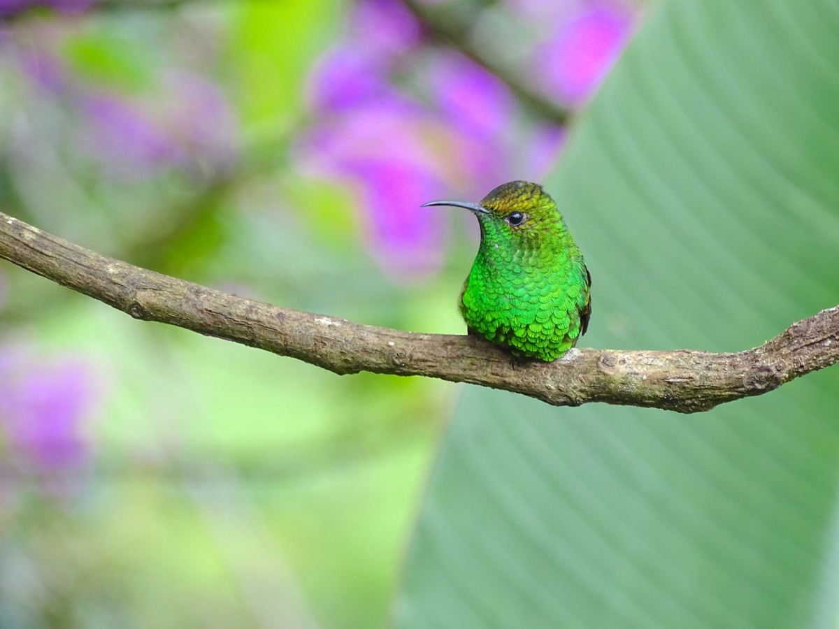 Thang 7 Am lich cau may tranh ac: 3 con giap vuong van quy nhan-Hinh-2