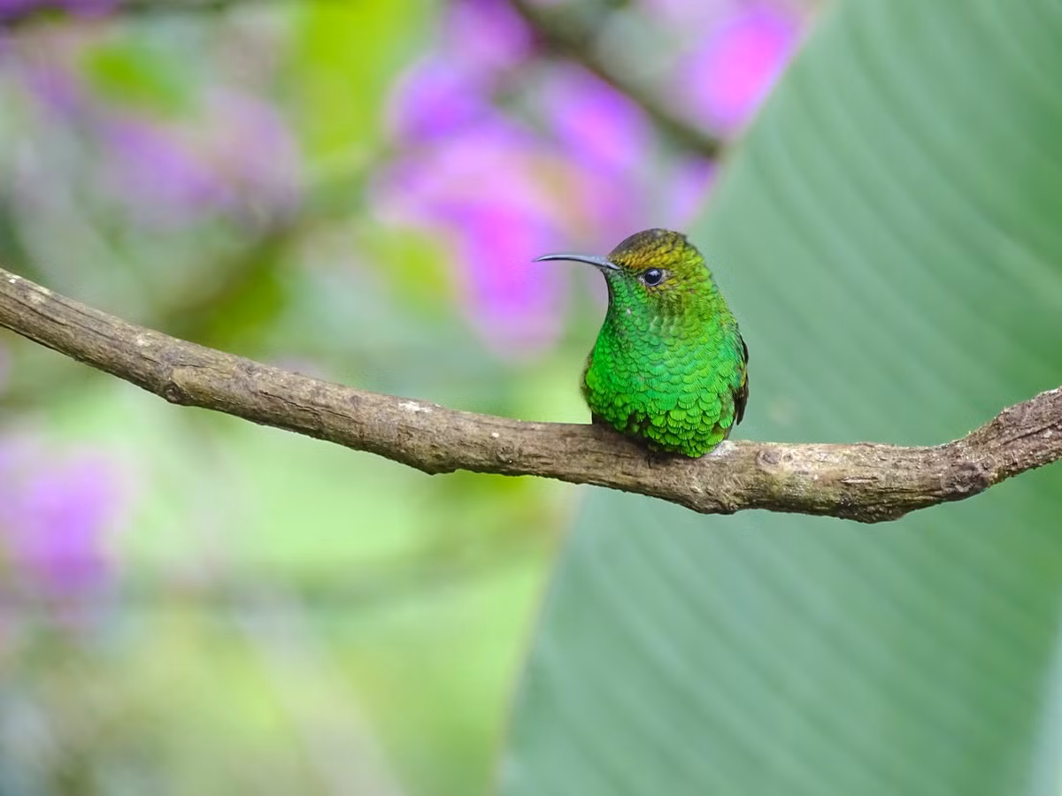 Thang 7 Am lich cau may tranh ac: 3 con giap vuong van quy nhan-Hinh-2