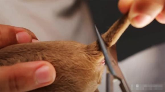 Tai sao cho phai cat duoi ngay sau khi chung duoc sinh ra?