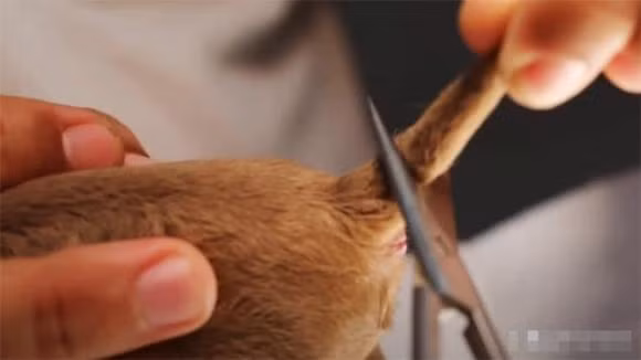 Tai sao cho phai cat duoi ngay sau khi chung duoc sinh ra?