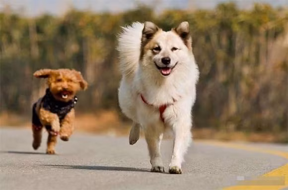 Tai sao cho phai cat duoi ngay sau khi chung duoc sinh ra?-Hinh-5