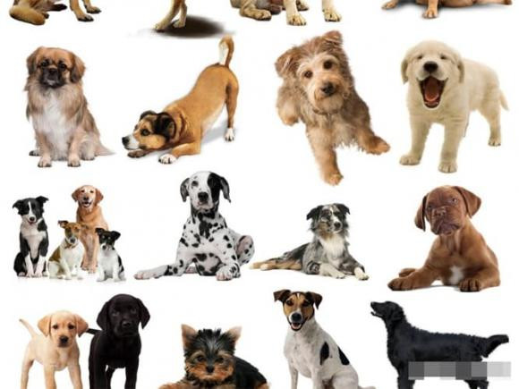 Tai sao cho phai cat duoi ngay sau khi chung duoc sinh ra?-Hinh-3