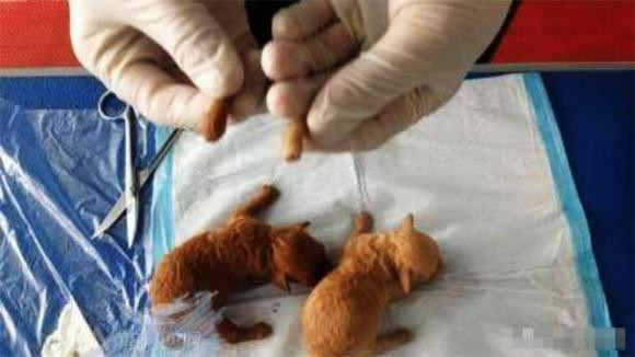 Tai sao cho phai cat duoi ngay sau khi chung duoc sinh ra?-Hinh-15