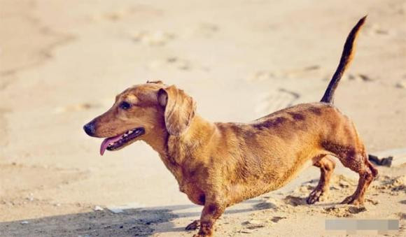 Tai sao cho phai cat duoi ngay sau khi chung duoc sinh ra?-Hinh-6