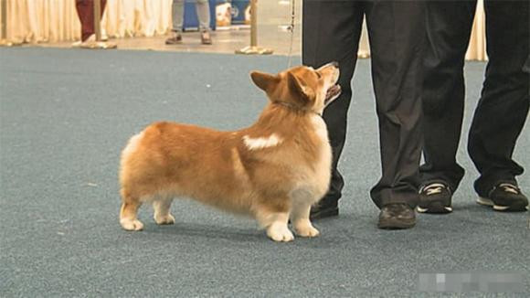 Tai sao cho phai cat duoi ngay sau khi chung duoc sinh ra?-Hinh-4