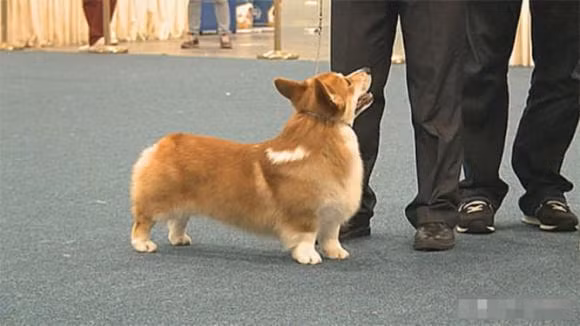 Tai sao cho phai cat duoi ngay sau khi chung duoc sinh ra?-Hinh-4