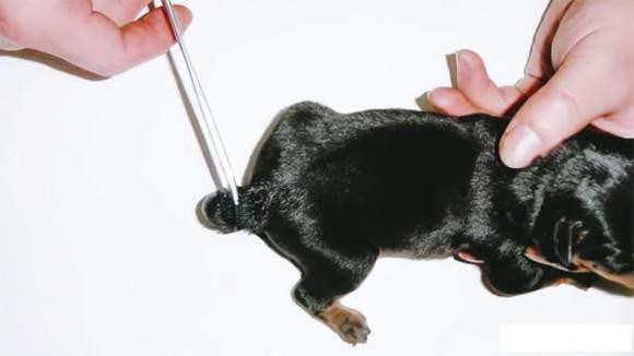 Tai sao cho phai cat duoi ngay sau khi chung duoc sinh ra?-Hinh-14