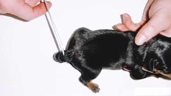 Tai sao cho phai cat duoi ngay sau khi chung duoc sinh ra?-Hinh-14