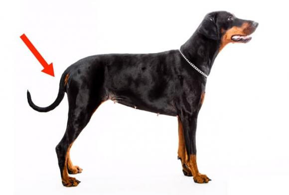 Tai sao cho phai cat duoi ngay sau khi chung duoc sinh ra?-Hinh-11